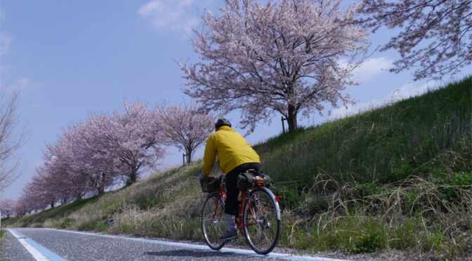 国中の桜も終盤「自撮りポタ」