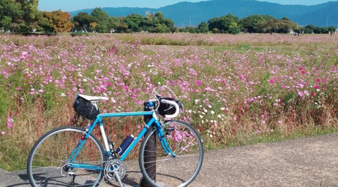 藤原宮跡のコスモス